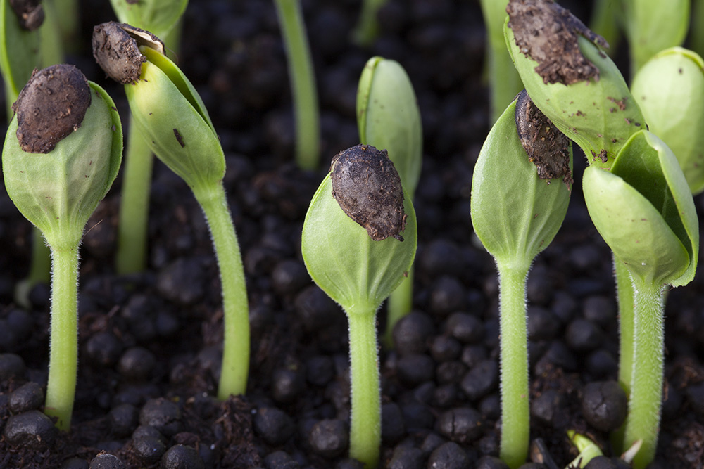 スイカの種が土の中で発芽し始めた様子