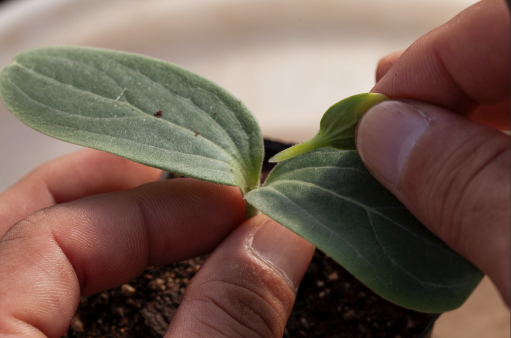 スイカ接木写真