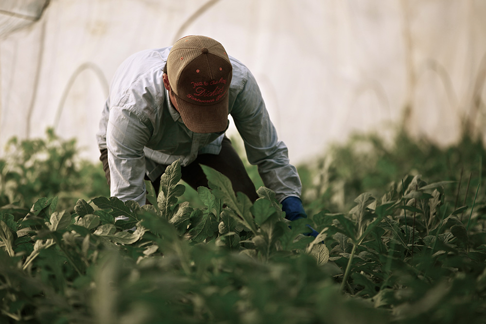 父の背中を追って畑に立つ息子