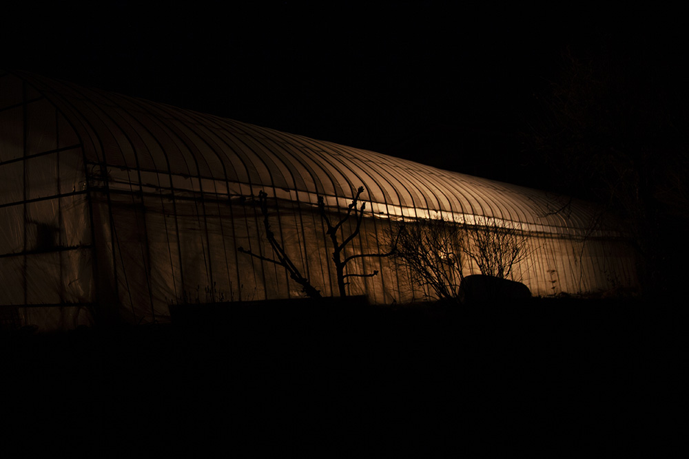 夜中まで作業をおこなった苗床