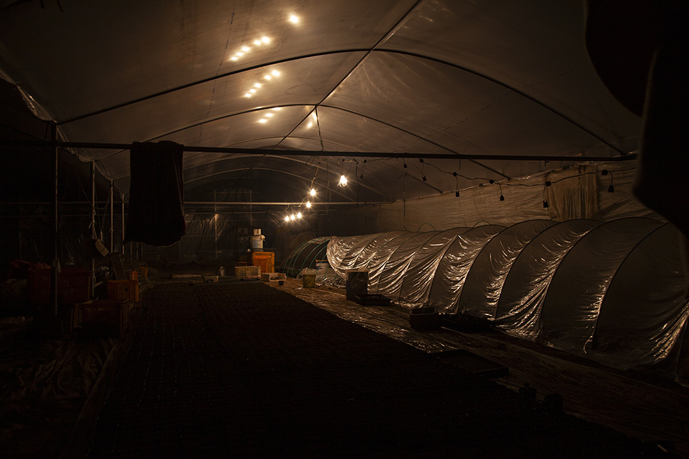 深夜まで作業したの苗床