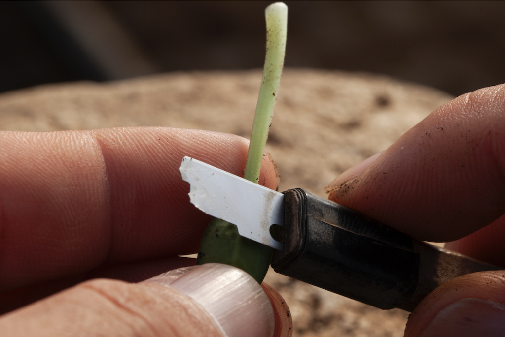 スイカの穂切り