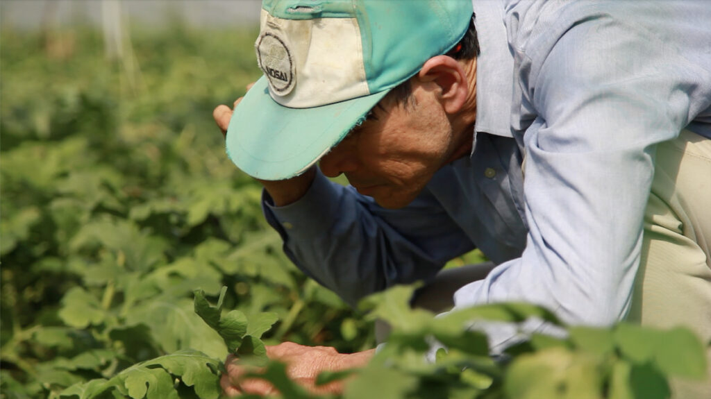 スイカの葉に異変がないかを観察観察する生産者