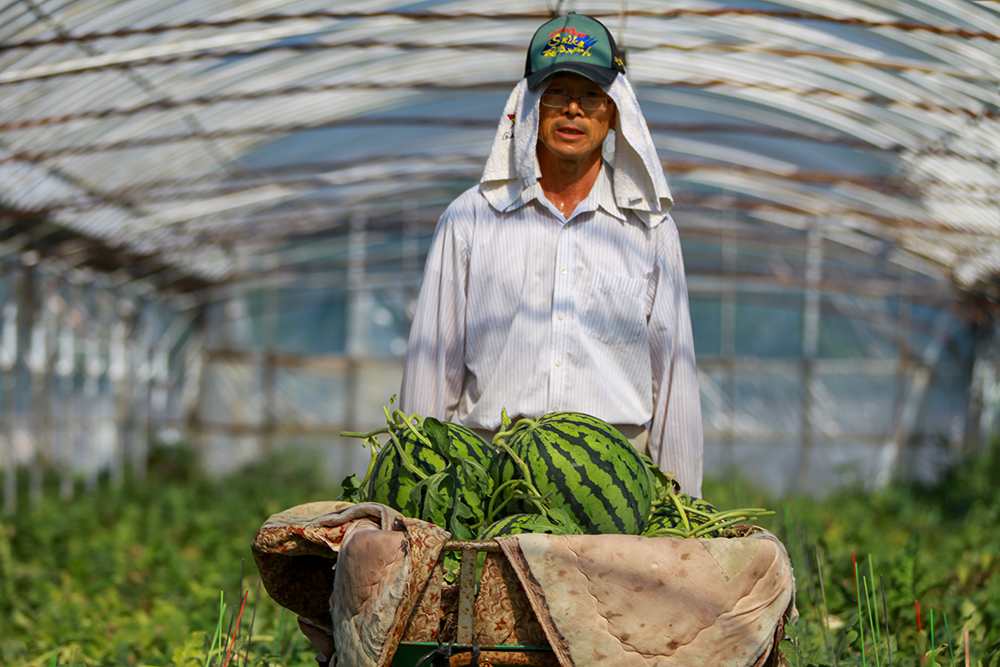 収穫したスイカを手に、ハウスの中に立つ生産者